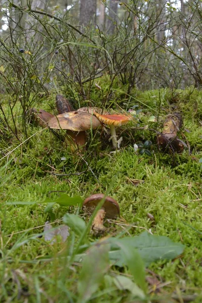 Funghi Rompere Attraverso Terreno Del Bosco — Foto Stock