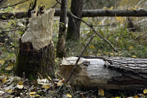 Árbol Caído Aplastado Una Cerca Bosque Despejado Camino — Foto de Stock