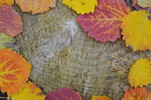 Coloridas Hojas Otoño Cerca — Foto de Stock