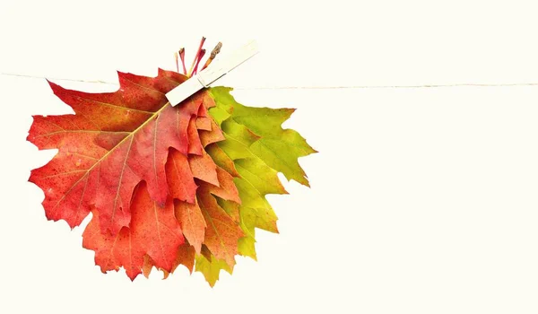 秋叶中的渐变从绿色到红色 与白色背景隔离 秋叶颜色与白色背景为秋叶 并带有文本和对象空间 — 图库照片