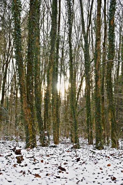 Vue Panoramique Sur Magnifique Paysage Forestier — Photo