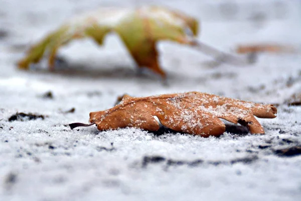 Closeup View Autumn Leaves Snow — Stock Photo, Image