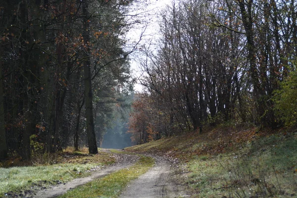 Sentiero Attraverso Foresta Soleggiata — Foto Stock