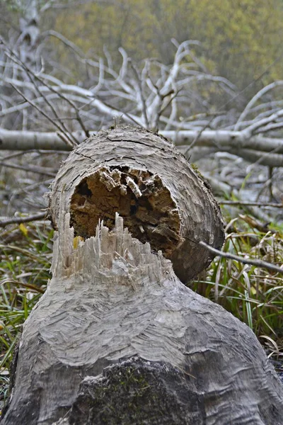 Árbol Caído Aplastado Una Cerca Bosque Despejado Camino — Foto de Stock