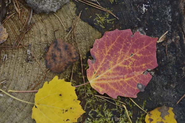 Bunte Herbstblätter Aus Nächster Nähe — Stockfoto