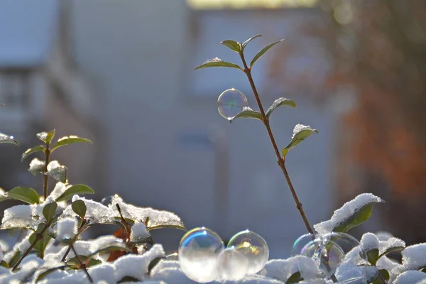 Bulle Savon Congelée Hiver — Photo