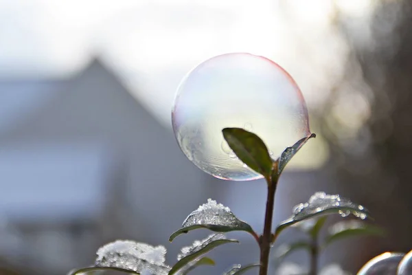 Bolha Sabão Congelado Inverno — Fotografia de Stock