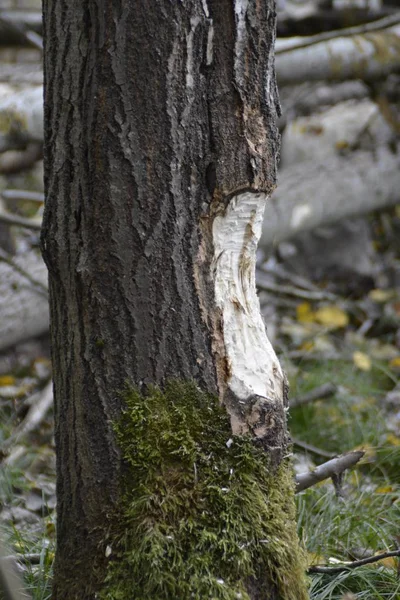 Ένα Πεσμένο Δέντρο Έχει Συνθλίψει Ένα Φράχτη Στο Δάσος Και — Φωτογραφία Αρχείου