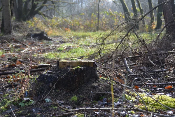 Schilderachtig Uitzicht Prachtig Boslandschap — Stockfoto