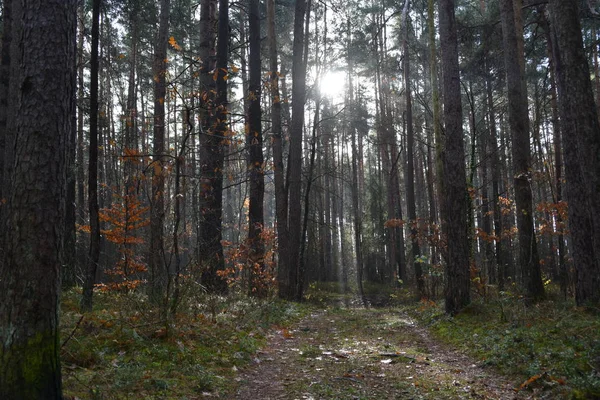 Camino Través Del Bosque Soleado — Foto de Stock