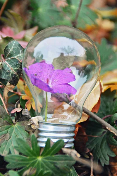 Ampoule Avec Une Fleur Dedans — Photo