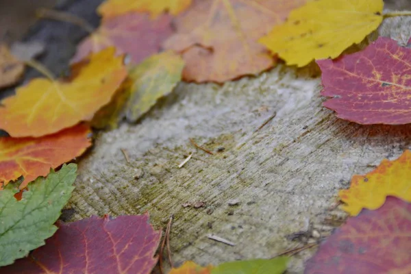 Colorful Autumn Leaves Close — Stock Photo, Image