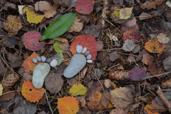 Fußabdruck Von Steinen Auf Einem Herbstlichen Laubboden — Stockfoto