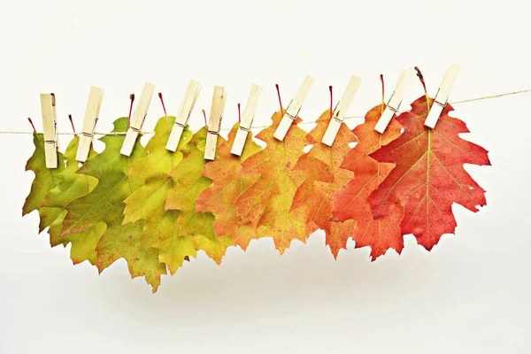 Různé Barvy Podzimní Listí Které Nachází Zelené Červenou — Stock fotografie