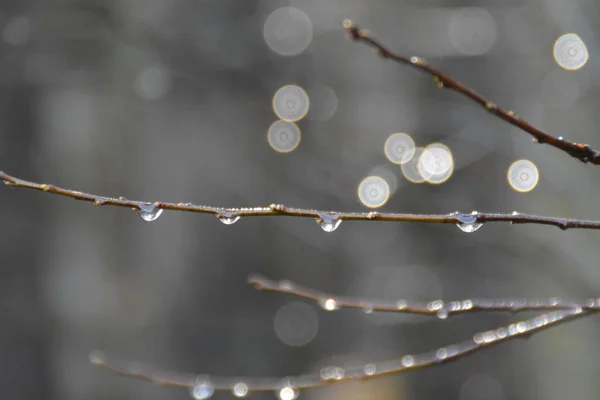 Капли Дождя Ветку Лесу Утром — стоковое фото