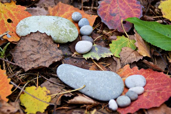 Ślad Kamieni Jesienny Gruncie Liściastych — Zdjęcie stockowe