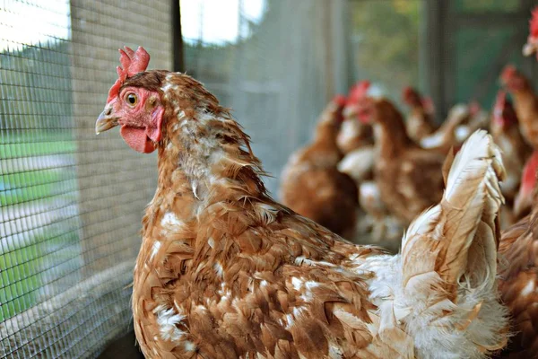 Molti Polli Marroni Area Esterna Pollaio Terreno Sabbioso Attenzione Sulla — Foto Stock