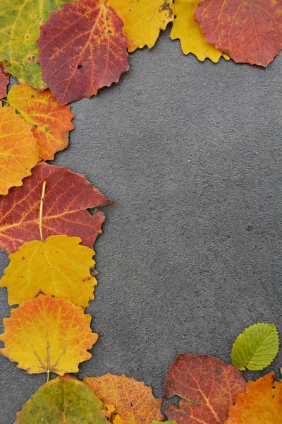 Bunte Herbstblätter Von Oben — Stockfoto