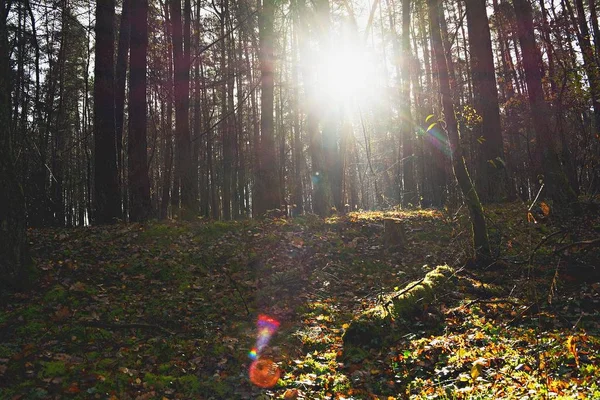 Camino Través Del Bosque Soleado — Foto de Stock