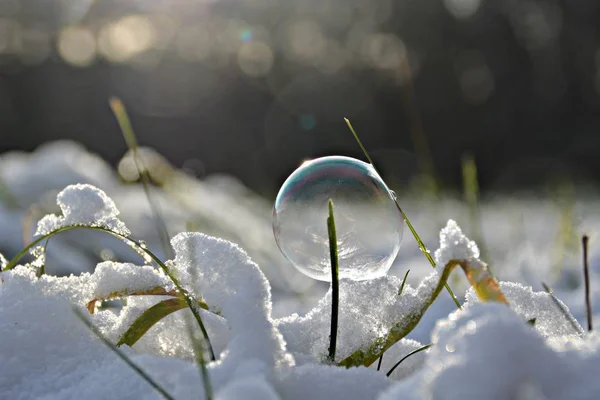 Bulle Savon Congelée Fermer — Photo