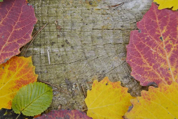 Coloridas Hojas Otoño Cerca — Foto de Stock