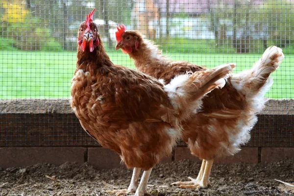 Banyak Ayam Coklat Daerah Luar Kandang Ayam Tanah Berpasir Fokusnya — Stok Foto