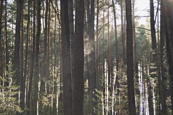 Camino Través Del Bosque Soleado — Foto de Stock