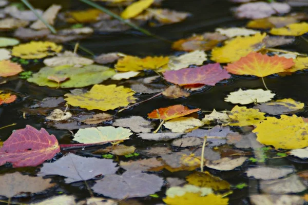 Kolorowe Liście Jesieni Zamknij Się — Zdjęcie stockowe
