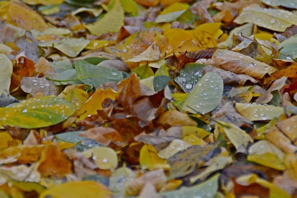 Closeup View Golden Autumn Leaves — Stock Photo, Image