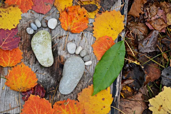 Fußabdruck Von Steinen Auf Einem Herbstlichen Laubboden — Stockfoto