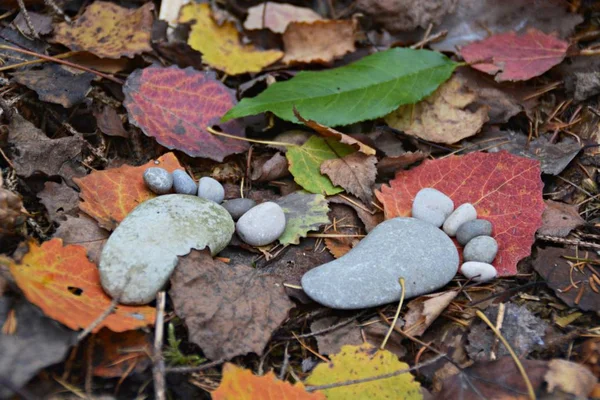 Fußabdruck Von Steinen Auf Einem Herbstlichen Laubboden — Stockfoto