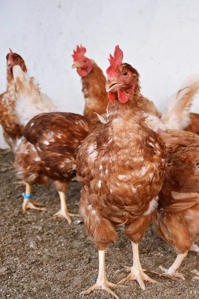 Molti Polli Marroni Area Esterna Pollaio Terreno Sabbioso Attenzione Sulla — Foto Stock