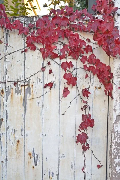 Podzimní Listí Plot — Stock fotografie
