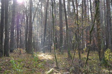 güneşli ormana yolu