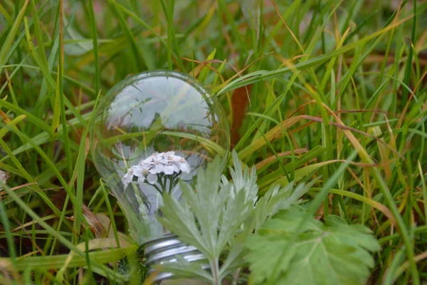 Lâmpada Com Uma Flor Nele — Fotografia de Stock