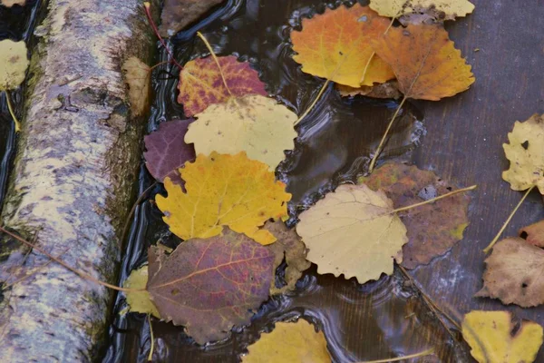 Kolorowe Liście Jesieni Zamknij Się — Zdjęcie stockowe
