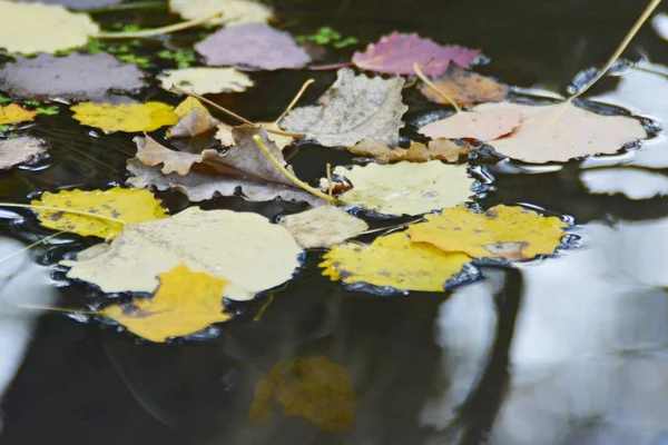 Kleurrijke Herfstbladeren Close — Stockfoto