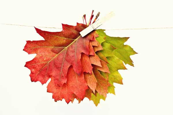不同颜色 从绿色到红色的秋叶 — 图库照片