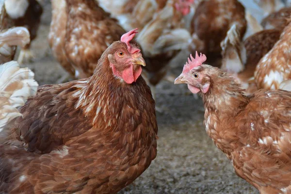 Muchos Pollos Marrones Área Exterior Gallinero Suelo Arenoso Foco Está — Foto de Stock