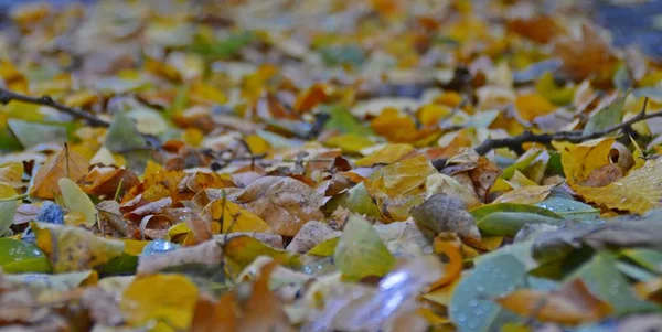 Closeup View Golden Autumn Leaves — Stock Photo, Image