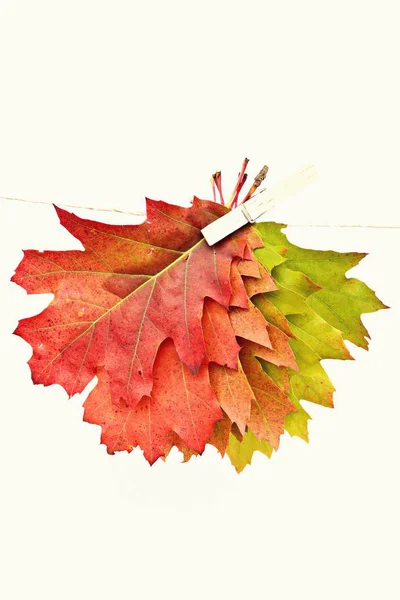 Cores Diferentes Folhas Outono Que Vão Verde Vermelho — Fotografia de Stock