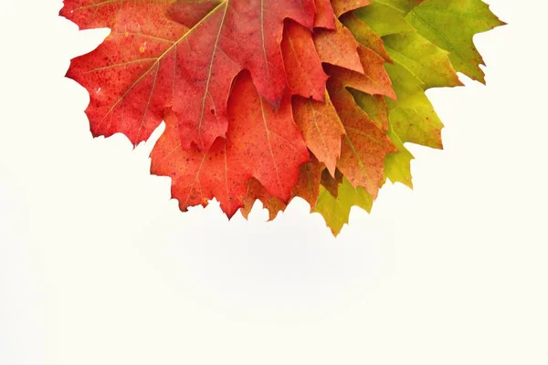 Gradiente Outono Deixa Verde Para Vermelho Isolado Contra Fundo Branco — Fotografia de Stock