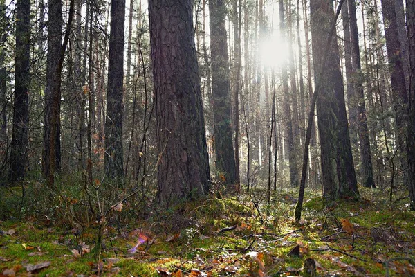 Camino Través Del Bosque Soleado — Foto de Stock