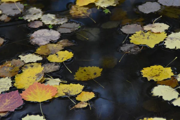 Kleurrijke Herfstbladeren Close — Stockfoto