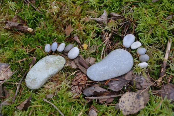 秋の落葉地面の石の足跡 — ストック写真