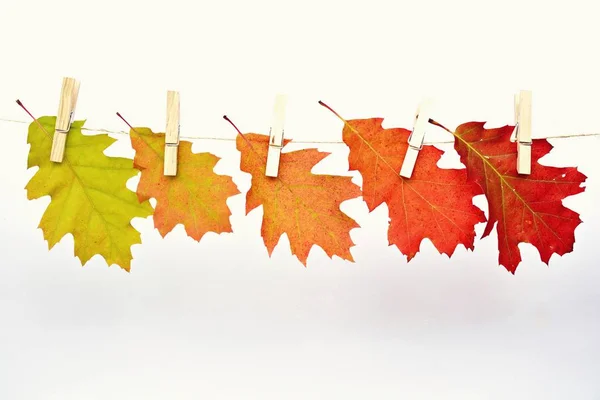 Cores Diferentes Folhas Outono Que Vão Verde Vermelho — Fotografia de Stock