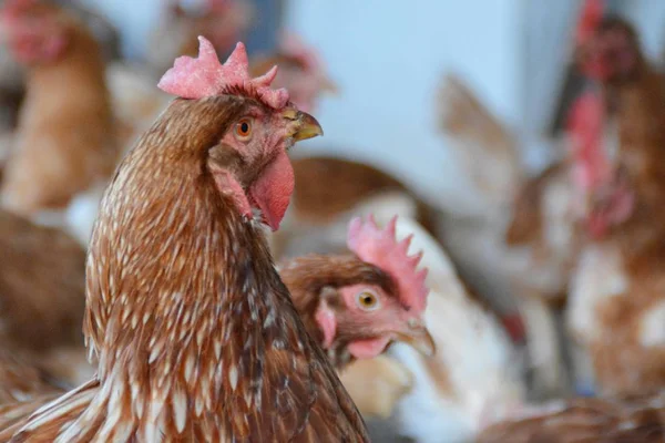 Molti Polli Marroni Area Esterna Pollaio Terreno Sabbioso Attenzione Sulla — Foto Stock