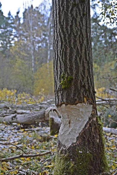 Albero Caduto Schiacciato Una Recinzione Nella Foresta Spianato Strada — Foto Stock