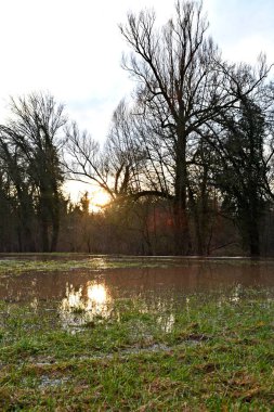 güneşli ormana yolu
