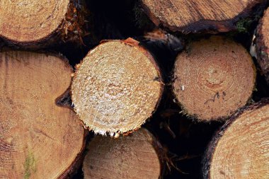 bir yığın üzerinde kesilmiş ağaçlar 